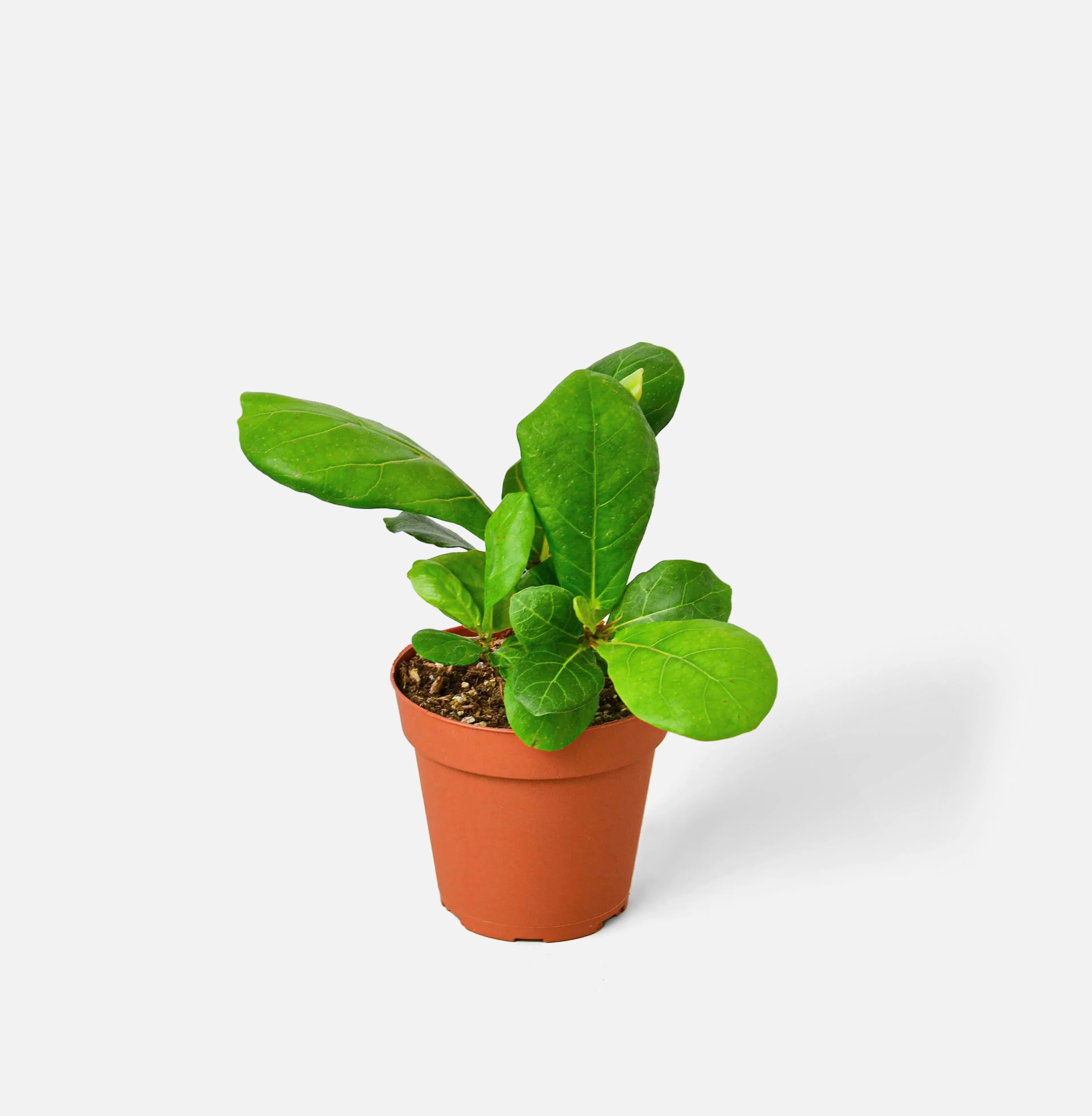 monstera seeds Monstera deliciosa Swiss Cheese Plants - 3 Baby Plants main image 1